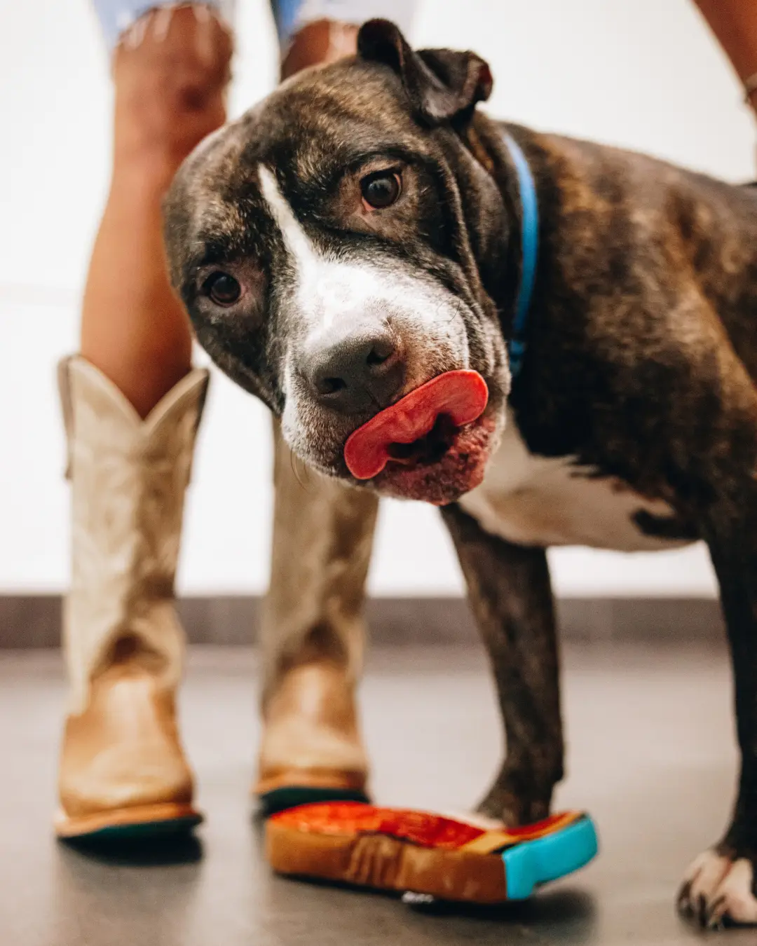 Lexington Dog Toy - Image 9